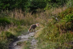 Główny Szlak Beskidzki