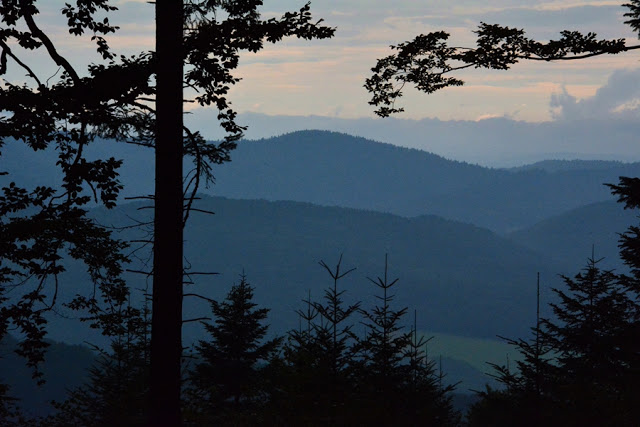 Główny Szlak Beskidzki w okolicach Wysowej Zdroju