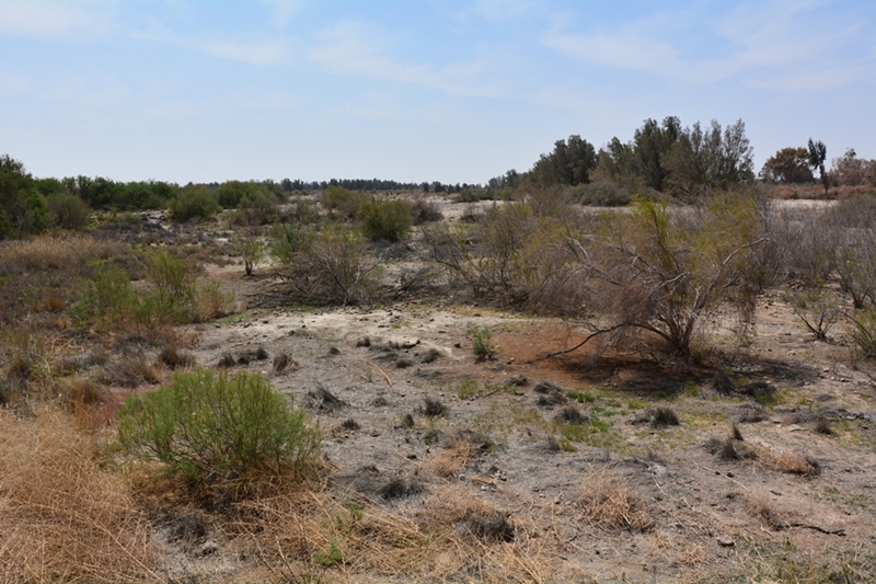 rezerwat Azrak Jordania oaza