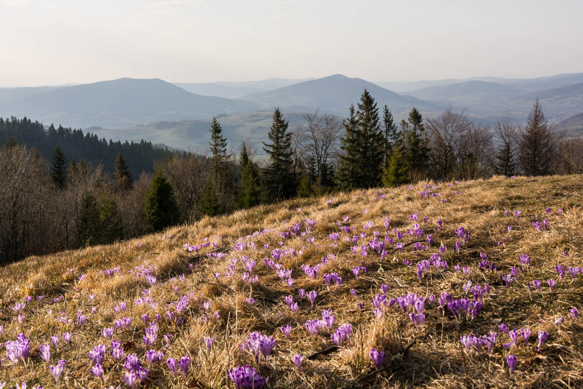 Turbacz – najpiękniejsze szlaki, krokusy i Korona Gór Polski