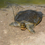 Żółwie wróciły do rzeki Aleksander czyli ekologia po izraelsku